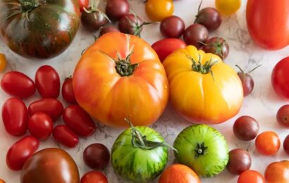 tomates
